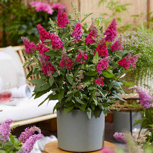 Будлея Давида "Butterfly Candy 'Little Ruby", фото 1