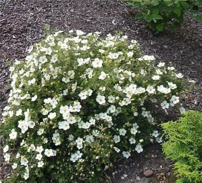 Лапчатка кущова "Abbotswood" багаторічники ,багаторічні садові рослини, фото 1