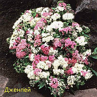 Спірея "Genpei"  декоративні рослини,квіти садові