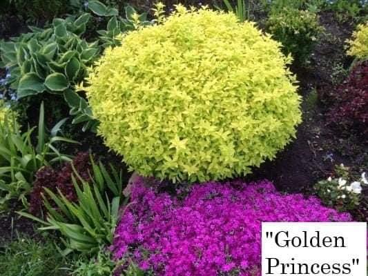Спірея "Golden Princess"С2 садові багаторічники,чагарники, фото 1