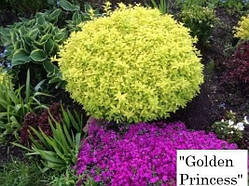Спірея "Golden Princess"С2 садові багаторічники,чагарники