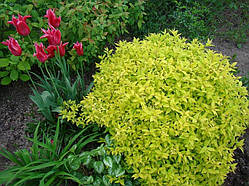 Спірея "Golden Carpet"С2