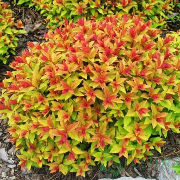 Спірея "Magic Carpet", фото 1