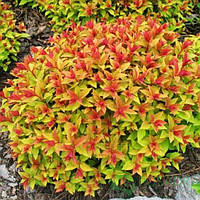 Спірея "Magic Carpet"