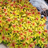 Спірея "Magic Carpet", фото 2