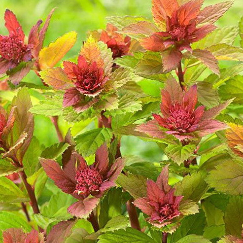 Спірея "Sparkling Champagne", фото 1