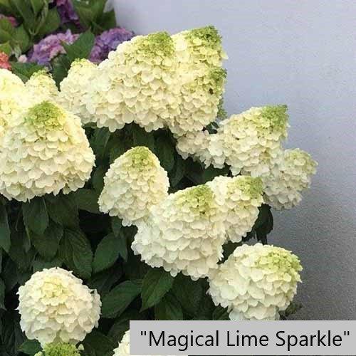 Гортензія волотиста "Magical Lime Sparkle" Р9 квіти садові,,квіткова розсада, фото 1