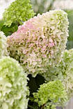 Гортензія волотиста "Little Fresco"   рослини для саду,багаторічники, фото 2