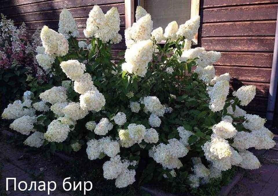 Гортензія волотиста "Polar Bear", фото 1