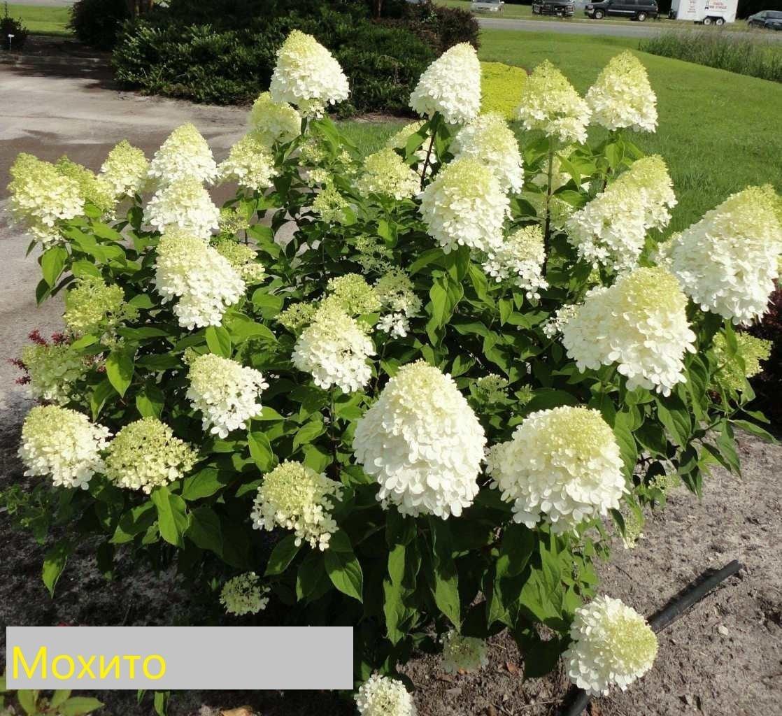 Гортензія волотиста "Mojito", фото 1