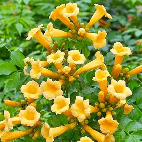 Кампсіс (Текома) "Flava" С2 багаторічні ліани для саду, фото 1