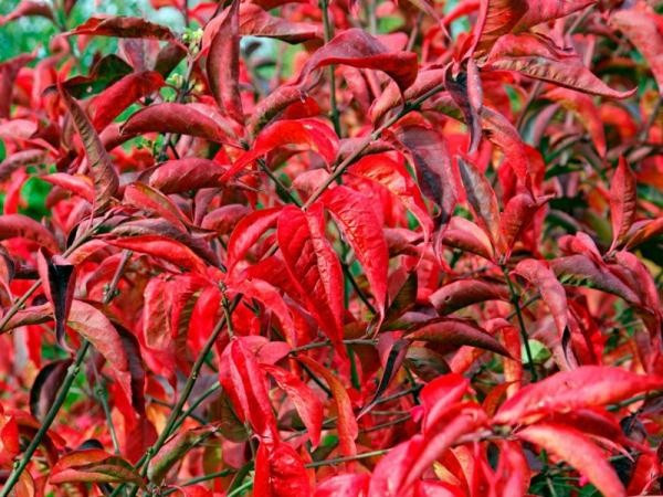 Бересклет європейський "Red Cascade"р9, фото 1