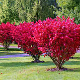 Бересклет європейський "Red Cascade"р9, фото 2