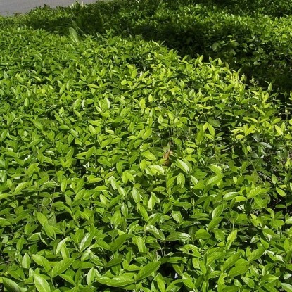 Бересклет Форчуна "Hort's Blaze" С2, фото 1