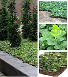 Бересклет Форчуна "Hort's Blaze" С2, фото 2