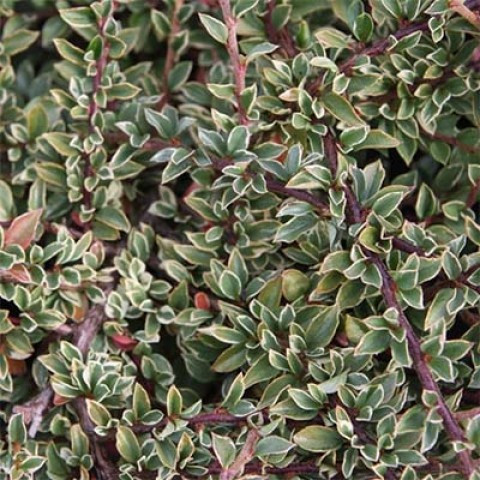 Кизильник "Variegatus", фото 1