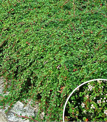 Кизильник "Streib's Findling", фото 1