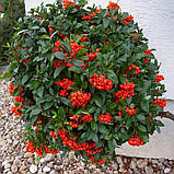 Піраканта "Red Column" садові вічнозелені рослини,саджанці, фото 2