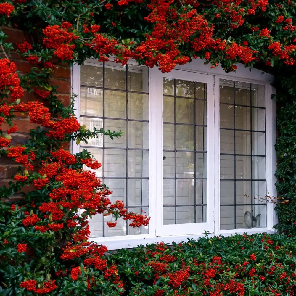 Піраканта "Red Column" садові вічнозелені рослини,саджанці, фото 1