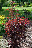 Пухироплідник "Lady in Red"   декоративно-листяні садові рослини, фото 2