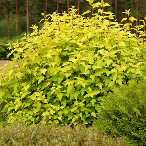 Пухироплідник "Dart's Gold", фото 1