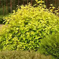 Пухироплідник "Dart's Gold"