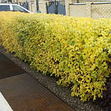 Пухироплідник "Dart's Gold", фото 2