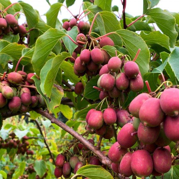 Актинідія аргута "Ananasnaya"  саджанці плодових кущів, фото 1