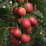 Актинідія аргута "Ananasnaya"  саджанці плодових кущів, фото 2