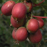 Актинідія аргута "Geneva" С1,5 саджанці плодових культур, фото 2