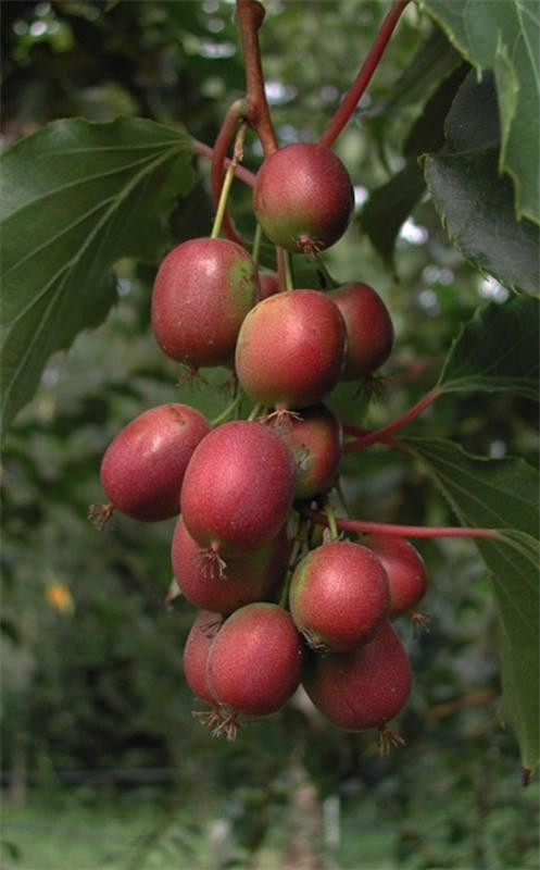 Актинідія аргута "Geneva" С1,5 саджанці плодових культур, фото 1