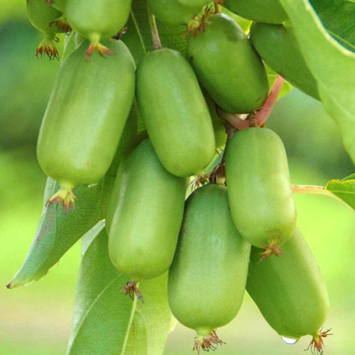 Актинідія аргута "Issai" С1,5 плодово-ягідні саджанці, фото 1