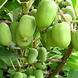 Актинідія аргута "Issai" С1,5 плодово-ягідні саджанці, фото 2