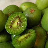 Актинідія аргута "Issai" С1,5 плодово-ягідні саджанці, фото 3