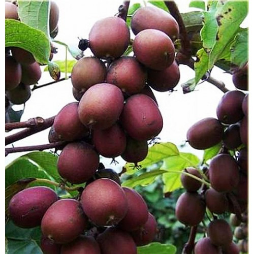 Актинідія аргута "Ken's Red" С1,5 плодово-ягідні саджанці, фото 1