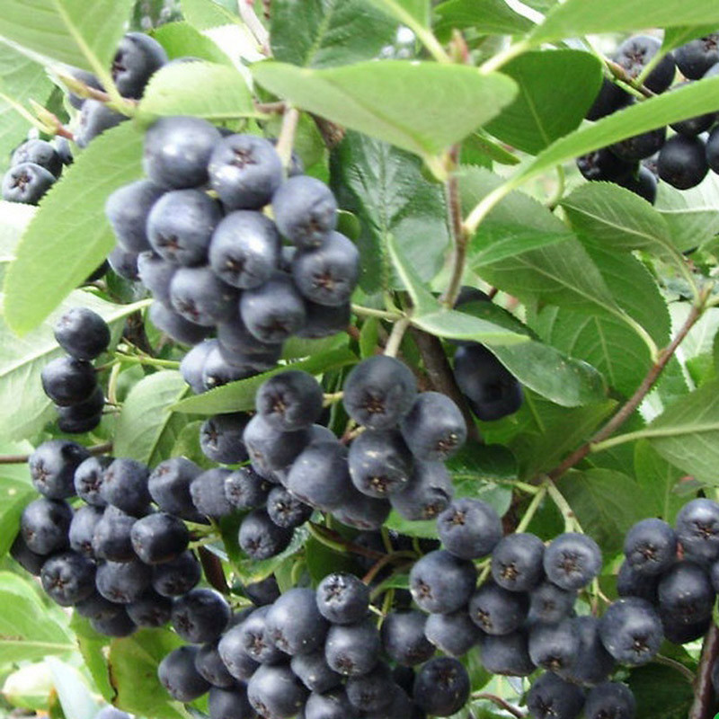 Аронія "Nero" С2, фото 1