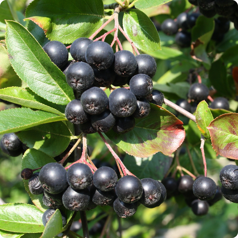 Аронія "Viking" С2, фото 1