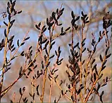 Верба "Melanostachys" саджанці садових рослин ,кущів, фото 2