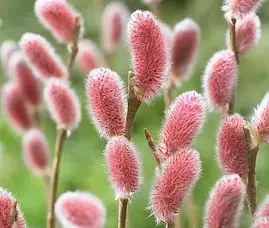 Верба "Mount Aso"С2, фото 1