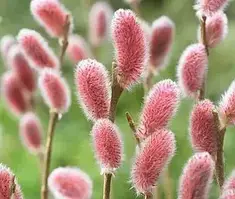 Верба "Mount Aso"