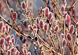 Верба "Mount Aso", фото 2