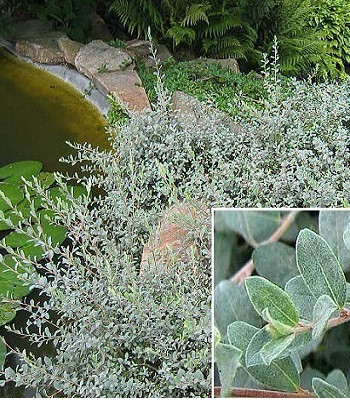 Верба повзуча С2, фото 1