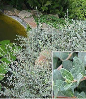 Верба повзуча С2