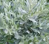 Верба повзуча С2, фото 2