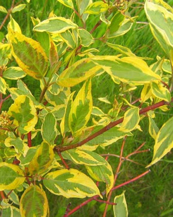 Дерен білий "Gouchaultii" садові декоративні чагарники ,квіти, фото 1