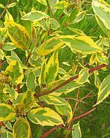 Дерен білий "Gouchaultii" садові декоративні чагарники ,квіти