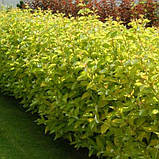 Дерен білий "Gouchaultii" садові декоративні чагарники ,квіти, фото 3