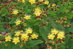 Звіробій "Excellent Flair" садові багаторічні чагарники,квіти