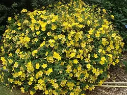 Звіробій "Hidcote"  садові багаторічні квіти,чагарники