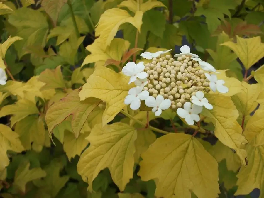 Калина звичайна "Park Harvest" С2, фото 1